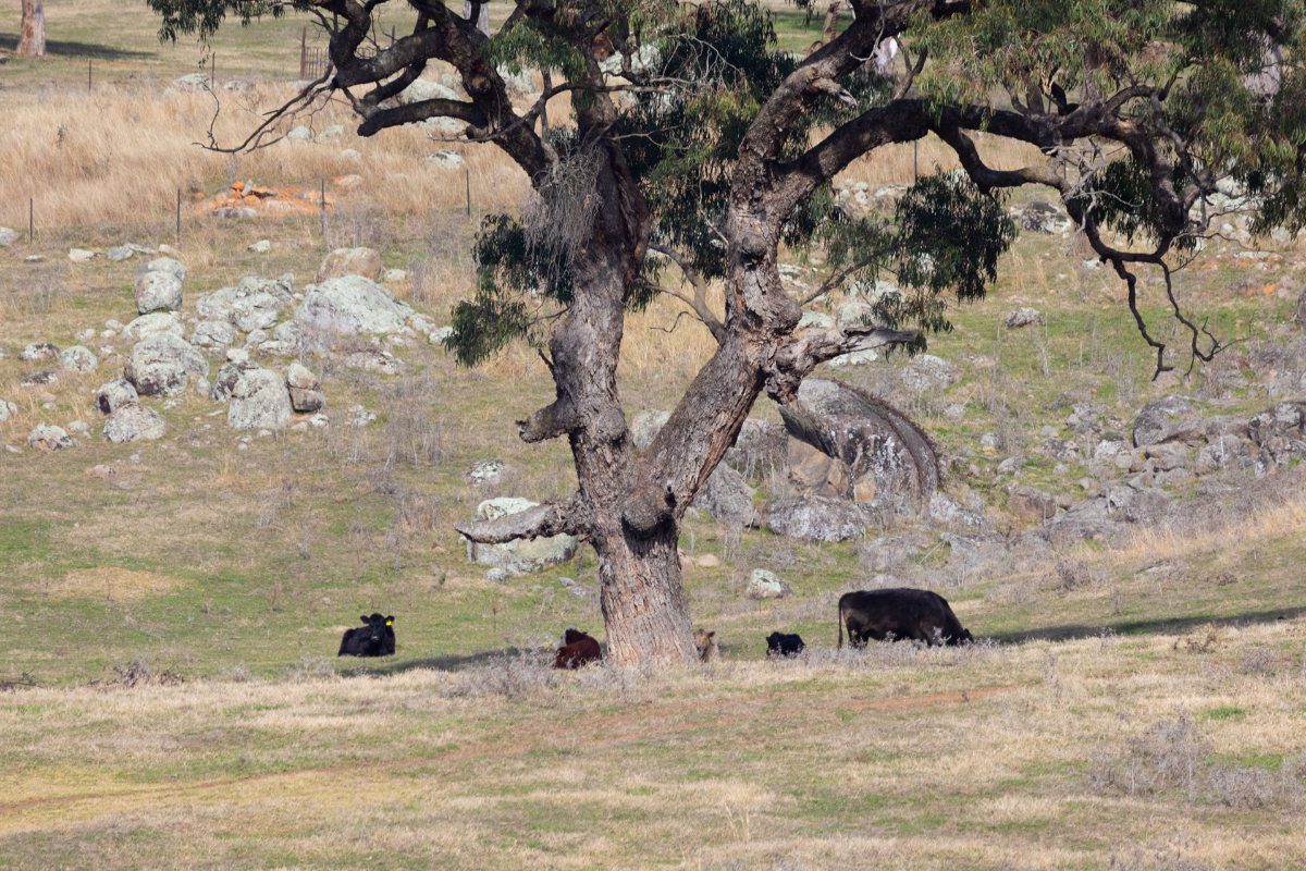 Cattle resting in the shade of a large old gum tree in a paddock scattered with granite boulders.