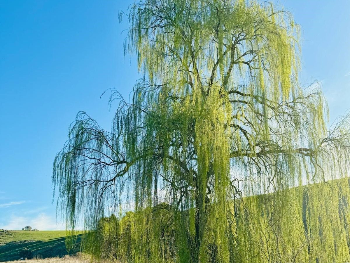 A large willow in full spring leaf standing on the riverbank, with grassed hills rising behind it.