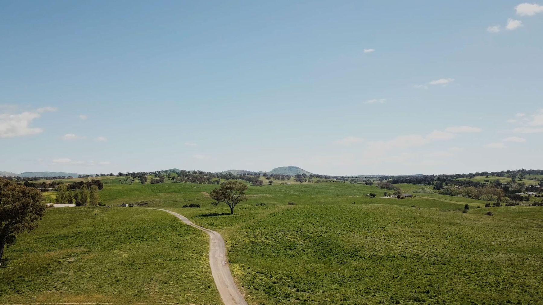 A dirt farm track winding across green rolling paddocks towards a lone tree, with distant hills under a pale blue sky.